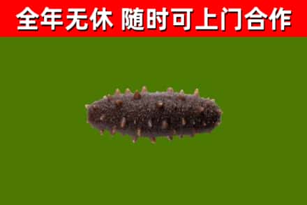 石棉县回收海参干